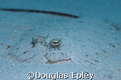flounder taken at tuluk maya, wakatobi, d70 by Douglas Epley 